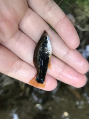 Xiphophorus hellerii