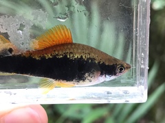 Xiphophorus hellerii