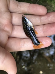 Xiphophorus hellerii