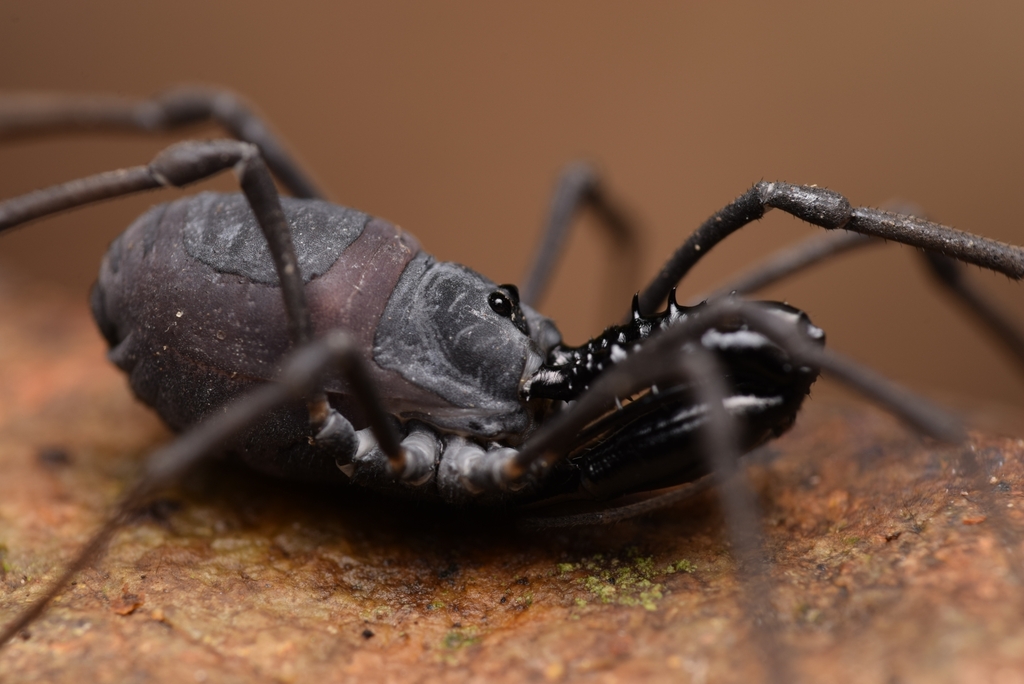 Ischyropsalis luteipes