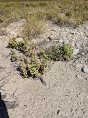 Perityle crassifolia robusta