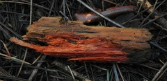 Phanerochaete sanguinea
