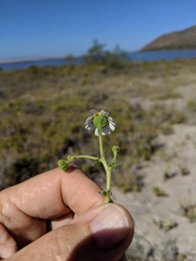 Perityle crassifolia robusta