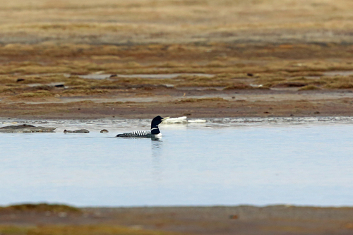 Gavia adamsii