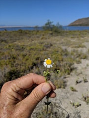 Perityle crassifolia robusta