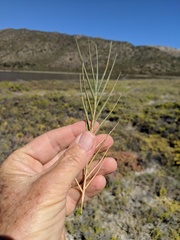 Distichlis palmeri