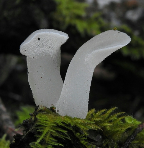 Toothed Jelly Fungus