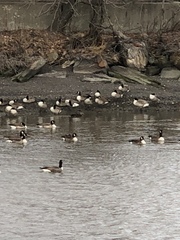 Branta canadensis