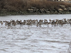 Branta canadensis