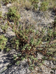 Perityle crassifolia robusta