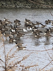 Larus delawarensis