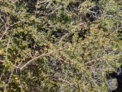 Euphorbia magdalenae