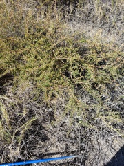 Euphorbia magdalenae