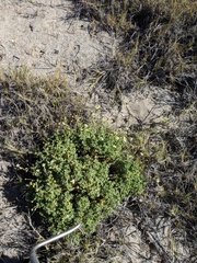 Perityle crassifolia robusta