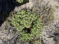 Perityle crassifolia robusta