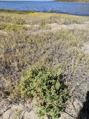 Perityle crassifolia robusta