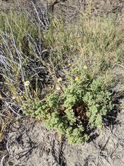 Perityle crassifolia robusta