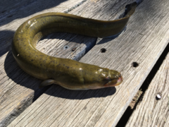 Australian Longfinned Eel photo 3