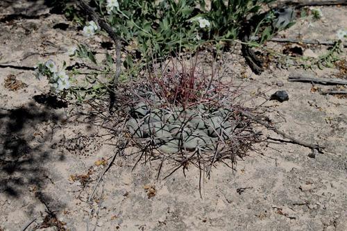 Thelocactus hexaedrophorus