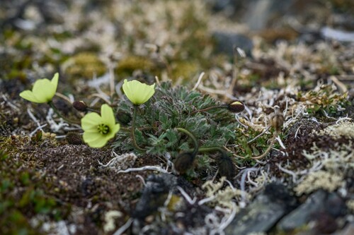 Polar Poppy (Oreomecon polaris)