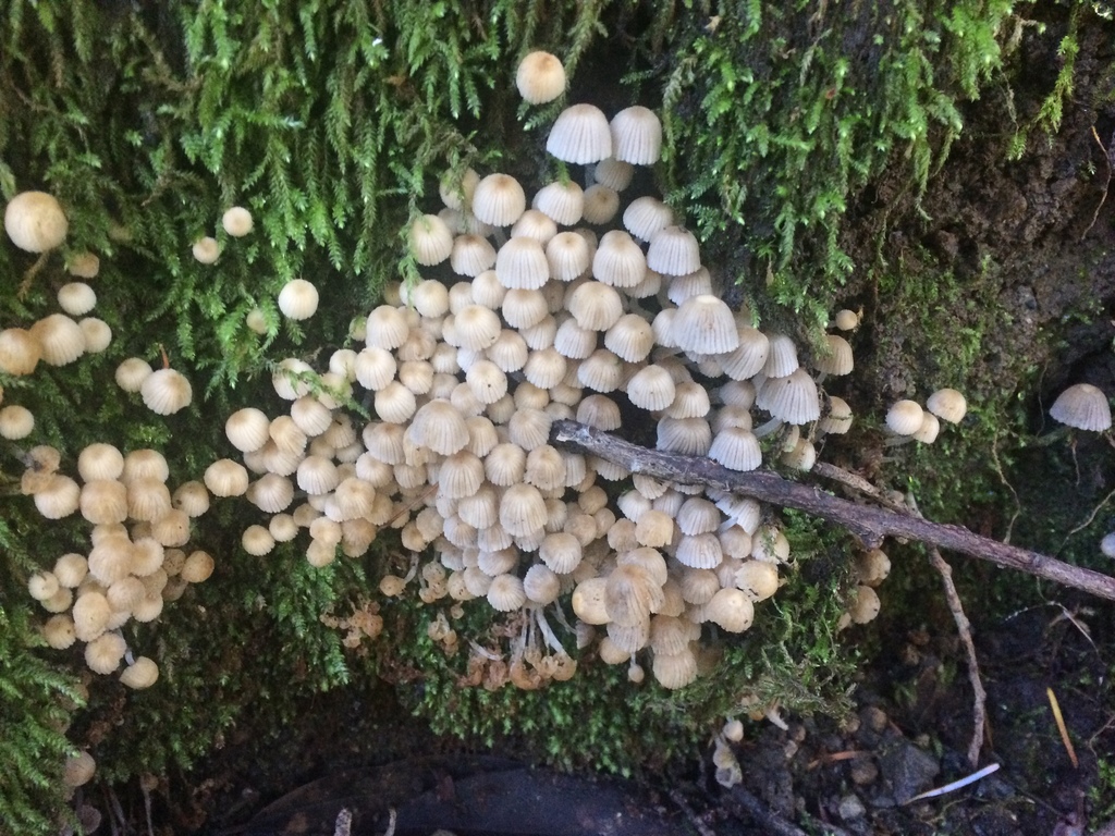 Trooping Crumble Cap (Coprinellus disseminatus)