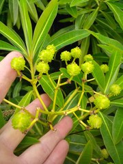 Euphorbia mellifera
