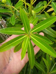 Euphorbia mellifera