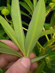 Euphorbia mellifera