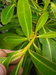 Euphorbia mellifera
