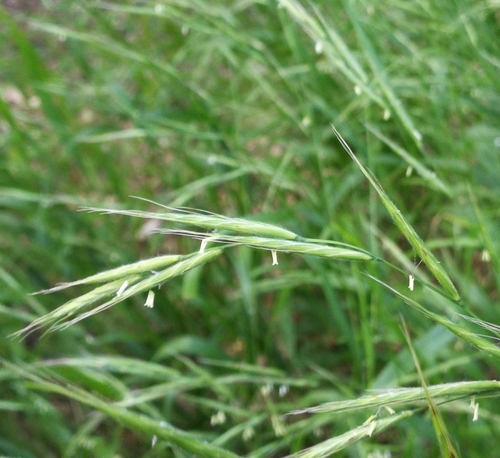 mrvica lesná (Brachypodium sylvaticum)