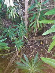 Euphorbia mellifera