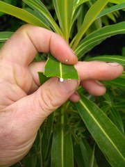 Euphorbia mellifera