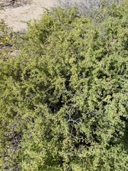 Condalia globosa globosa