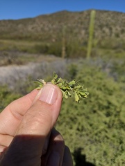 Condalia globosa globosa