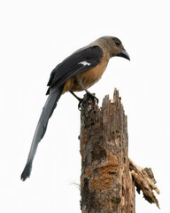 Bornean Treepie photo 2
