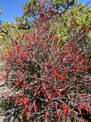 Psittacanthus sonorae