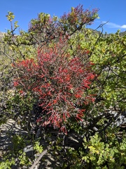 Psittacanthus sonorae