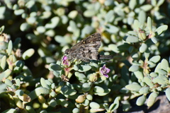 Thorybes dorantes calafia