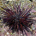Central American Rock-boring Urchin - Photo (c) Steven Mlodinow, some rights reserved (CC BY-NC), uploaded by Steven Mlodinow