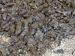 Xanthoparmelia verruculifera