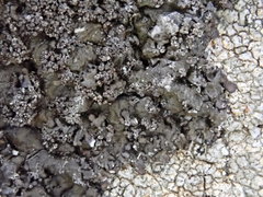 Xanthoparmelia verruculifera