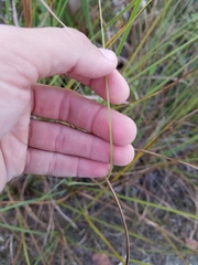 Cladium mariscus jamaicense