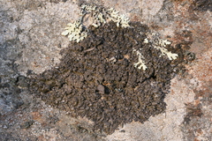 Xanthoparmelia verruculifera