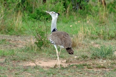 Ardeotis kori struthiunculus