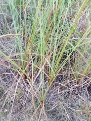 Cladium mariscus jamaicense