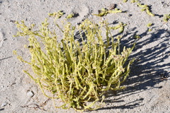 Portulaca californica