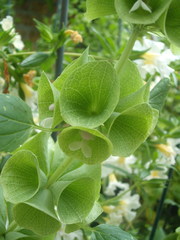 Moluccella laevis