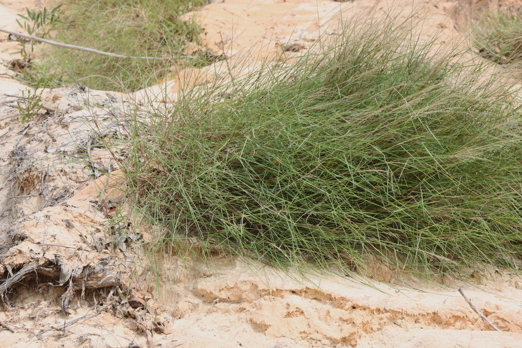 grasses from Hope Vale QLD 4895, Australia on June 27, 2023 at 11:30 AM ...