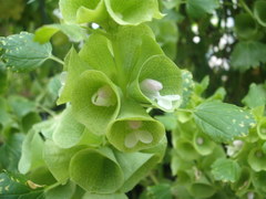 Moluccella laevis