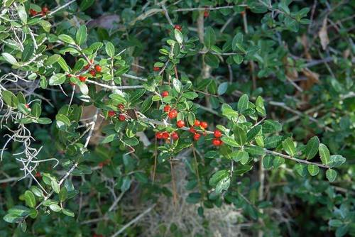 Ilex vomitoria image